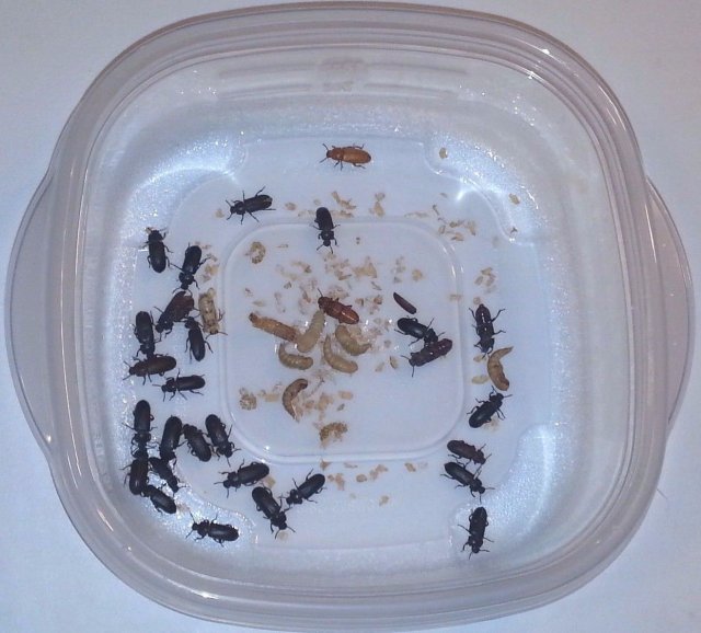 Beetles.jpg