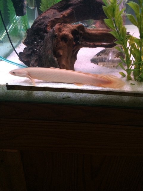 polypterus nukkkkaaa.jpg