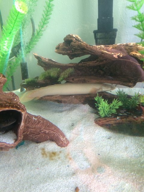 polypttttterus.jpg