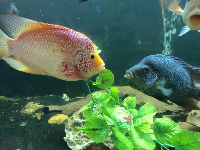 image.jpeg image.jpeg