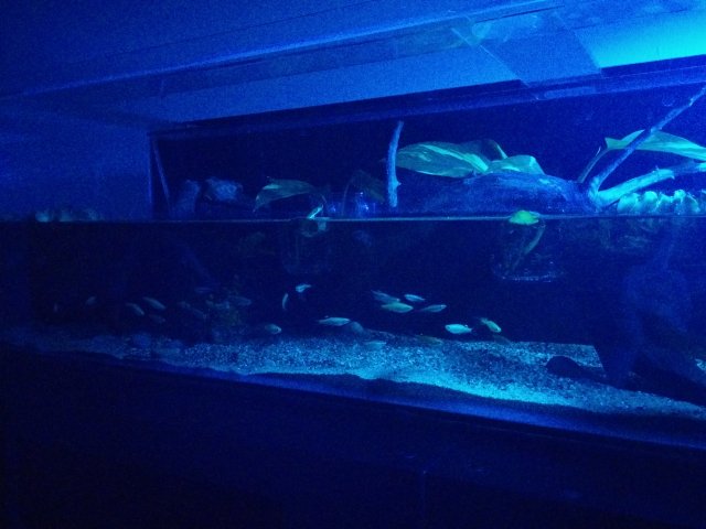 IMG_20160102_050645.jpg