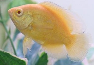 sunshineO.jpg