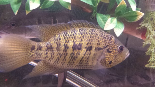 12419170_917610388324922_6398860158591728842_o.jpg 12419170_917610388324922_6398860158591728842_o.jpg