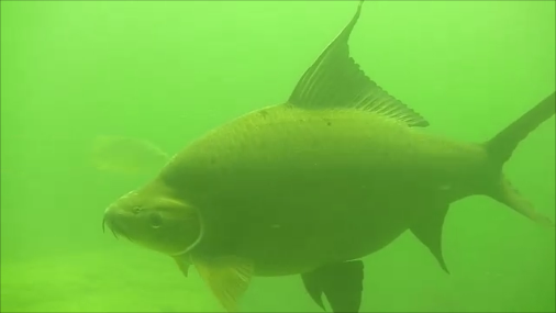 shark.png