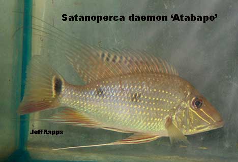 daem.atab.jpg