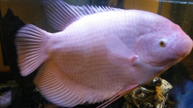 Albinogiant2.jpeg Albinogiant2.jpeg