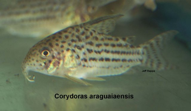 arag.jpg