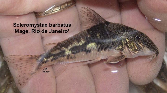 barbatus1.jpg