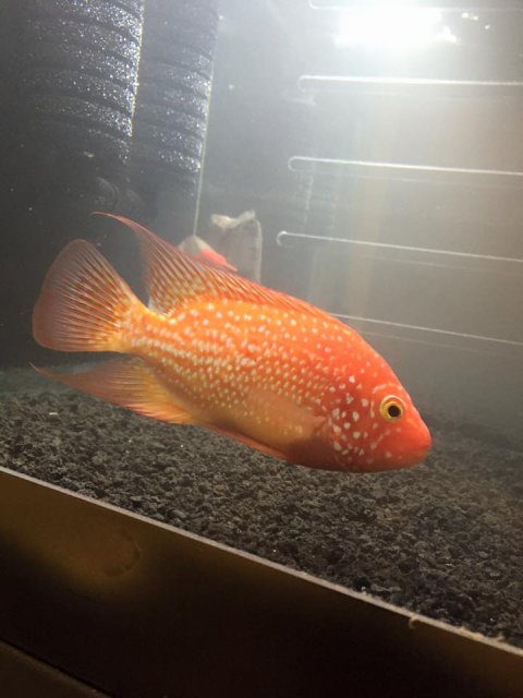 12417679_978229258901408_7446942110392357516_n.jpg 12417679_978229258901408_7446942110392357516_n.jpg