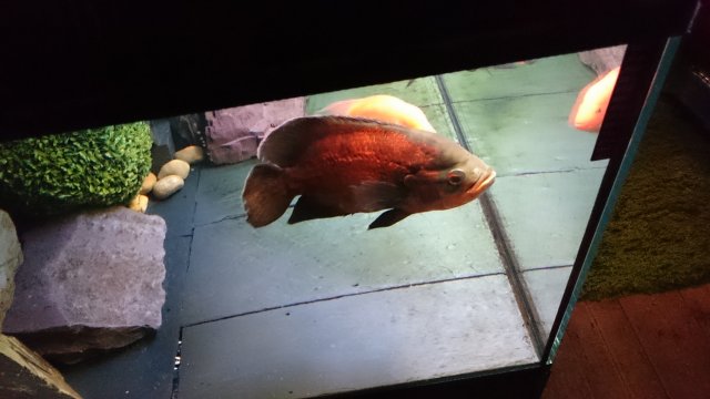 DSC_0126.JPG DSC_0126.JPG