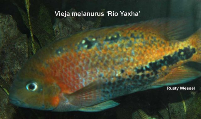 melan.yaxha.jpg melan.yaxha.jpg