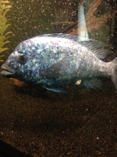 IMG_1018.JPG IMG_1018.JPG