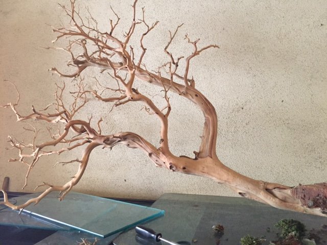 driftwood 2.JPG driftwood 2.JPG