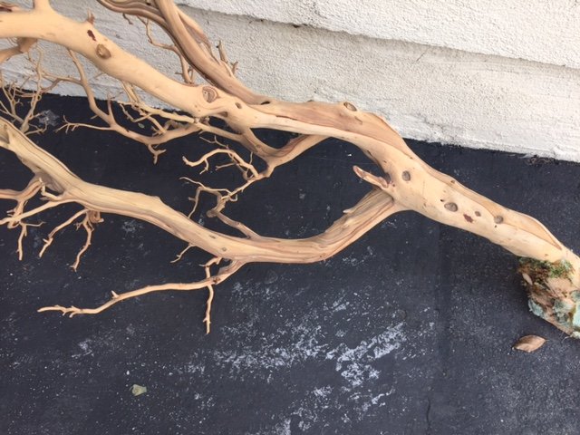 driftwood 5.JPG driftwood 5.JPG