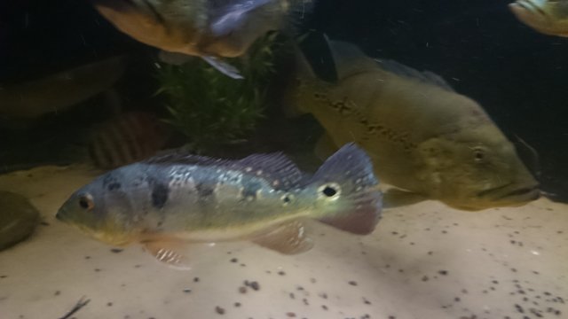 DSC_1295.JPG
