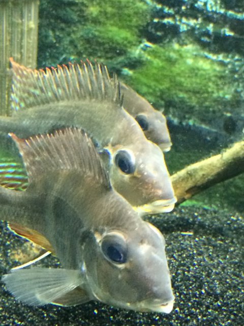 Both scarred fish.jpeg