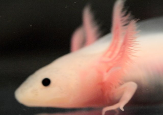 Axolotls For Sale Monsterfishkeepers Com Axolotls For Sale Monsterfishkeepers Com