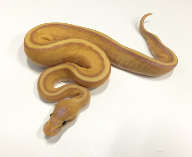 7m-3b coral glow male genetic stripe dynasty reptiles.jpg