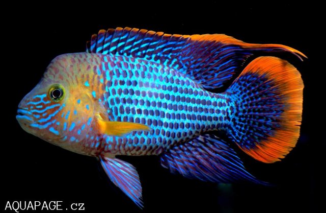 Andinoacdara Rivulatus.jpg