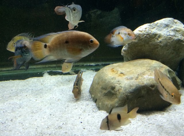 300 cichlids 1:19:16.JPG