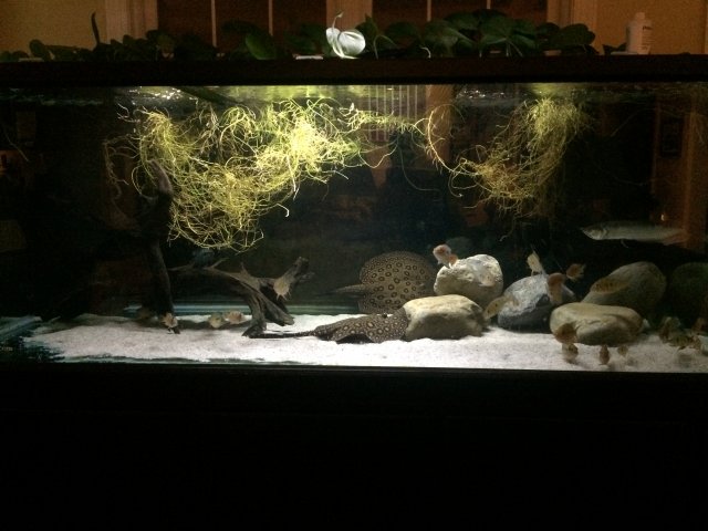 300dimlights 1:19:16.JPG