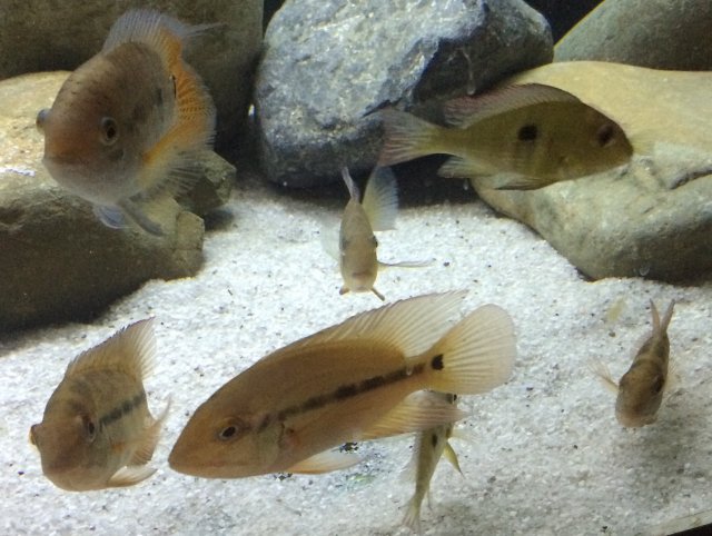 cichli -300- ds 1:19:16.JPG
