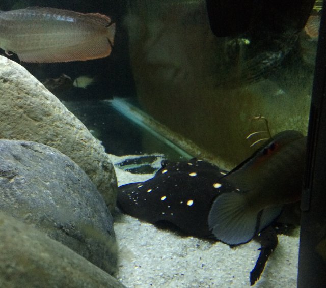 rach, pike, aro 1:19:16.JPG