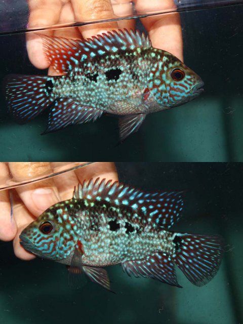 fwflowerhorn1453510420.jpg