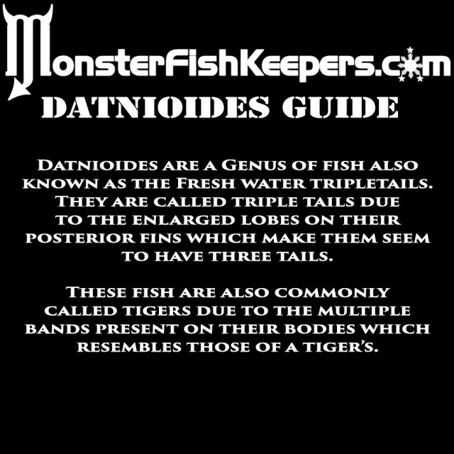 MFK DATS.jpg