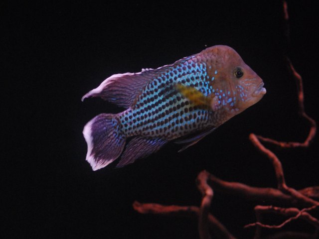 08.03.14 Andinoacara Rivulatus 'White Saum'.JPG