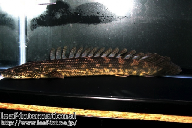 Polypterus Sp. Cotto 2.png