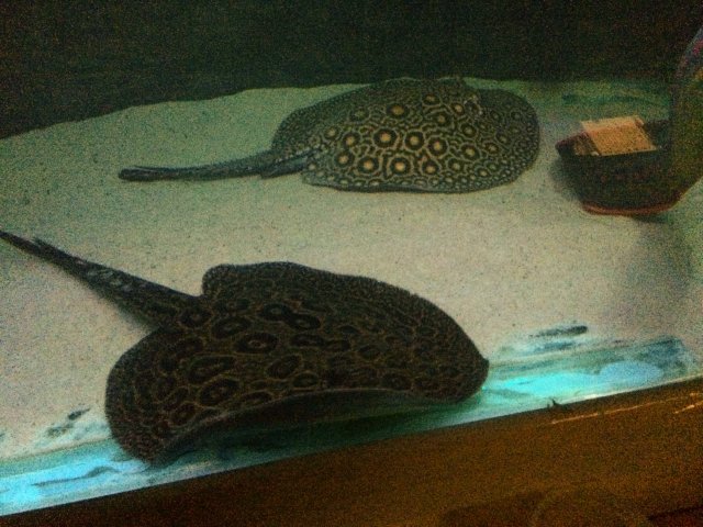 image.jpeg image.jpeg