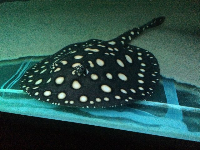 image.jpeg image.jpeg