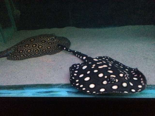 image.jpeg image.jpeg