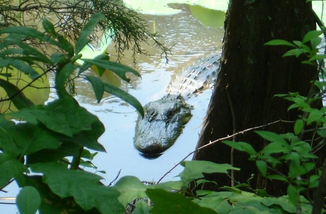 gator female.jpg