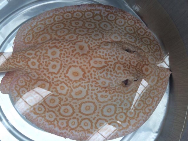 850RM 15inch albino pearl male.jpg