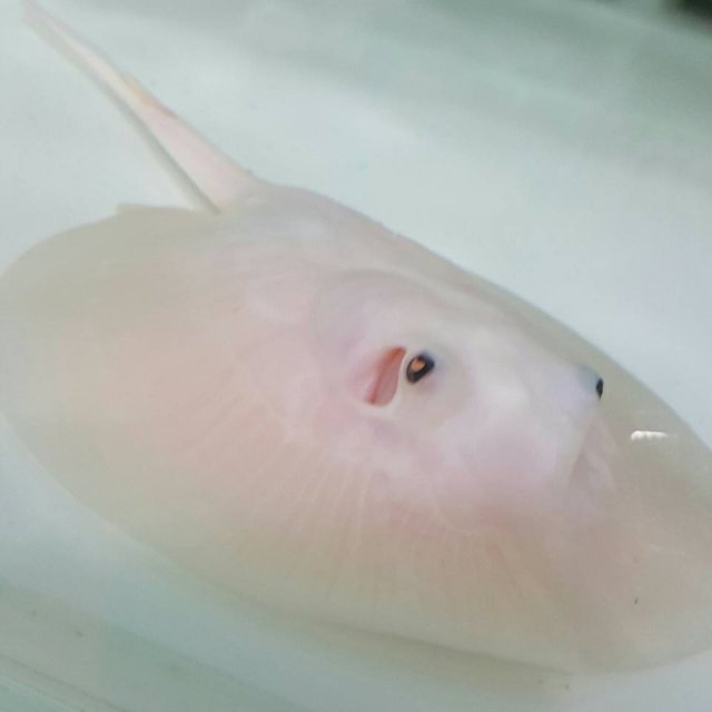 Platinum ray.jpg