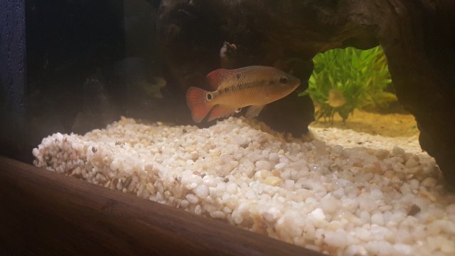 Festae White poop.jpg