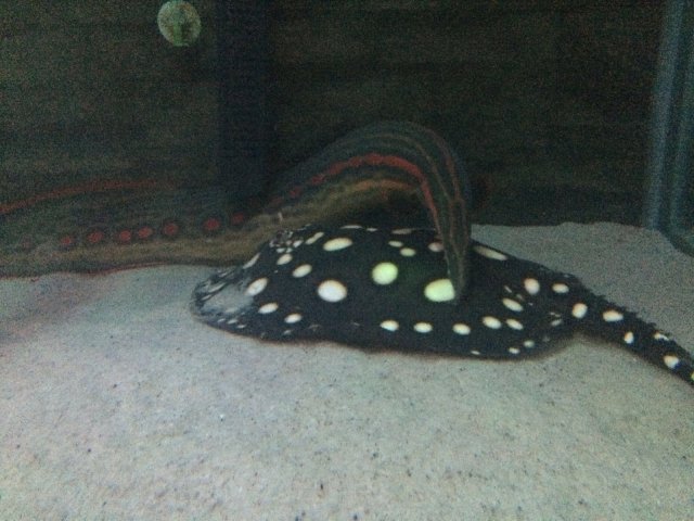 image.jpeg image.jpeg