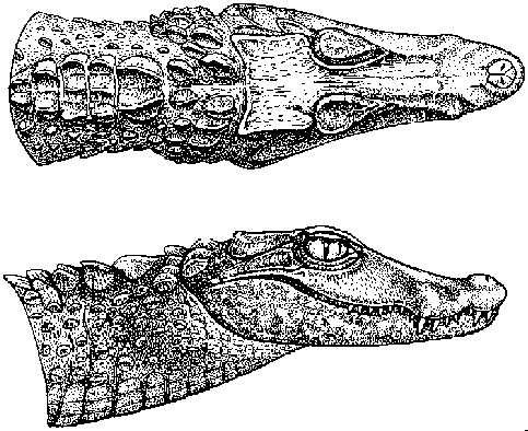 Paleosuchus palpebrosus ID.jpg