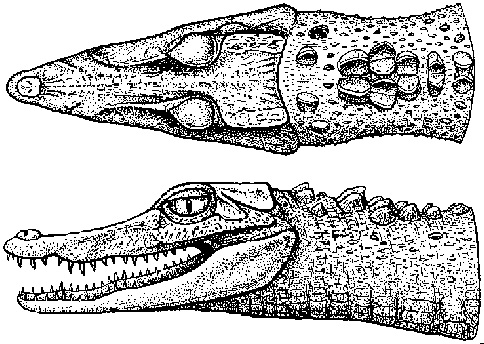 Paleosuchus Trigonatus ID.jpg