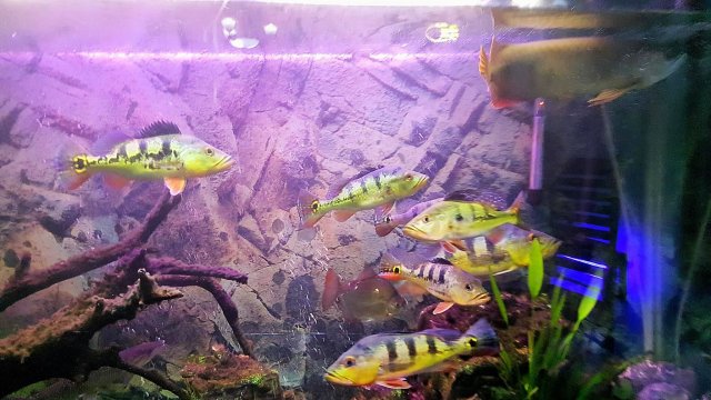 12596939_10153893721199747_55127780_o (1).jpg 12596939_10153893721199747_55127780_o (1).jpg