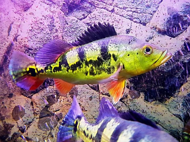 12637182_10153893721469747_814151844_o - Copy.jpg 12637182_10153893721469747_814151844_o - Copy.jpg