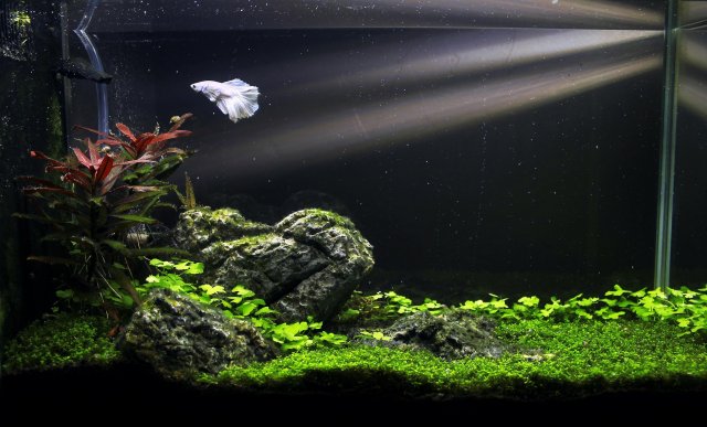 Spectacular Fluval Spec V Aquascape: A Visual Feast for the Senses