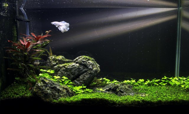 fluval spec aquascape white betta.jpg