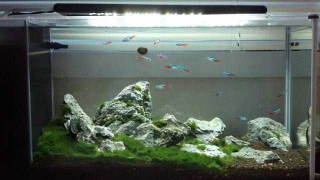 fluval spec aquascape 4.jpg