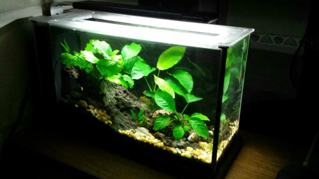 fluval spec aquascape 6.jpg