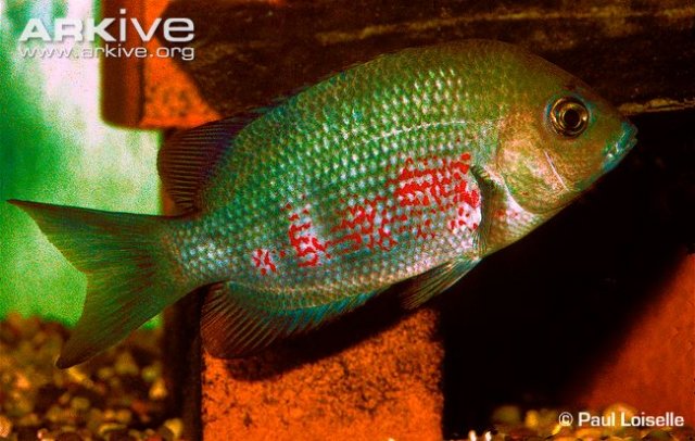 Male-cichlid-Paretroplus-dambabe.jpg
