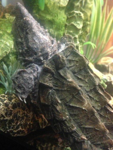 image.jpeg image.jpeg