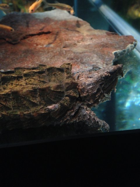 image.jpeg image.jpeg